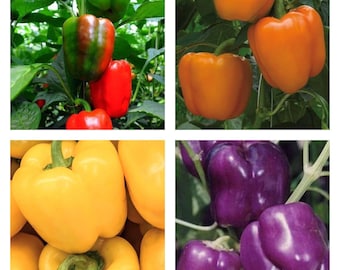 Bell Pepper Collection | Organic Seeds