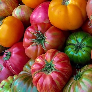 Heirloom Beefsteak Mix | Tomato Seeds | Heirloom | Organic