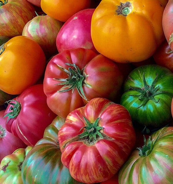 Beefsteak tomatoes for sale