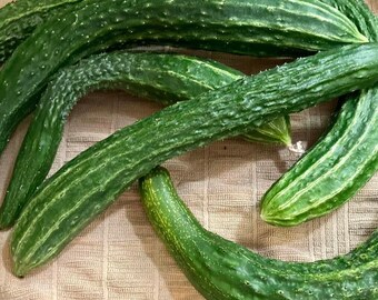 Suyo Long Cucumber Seeds | Heirloom | Organic