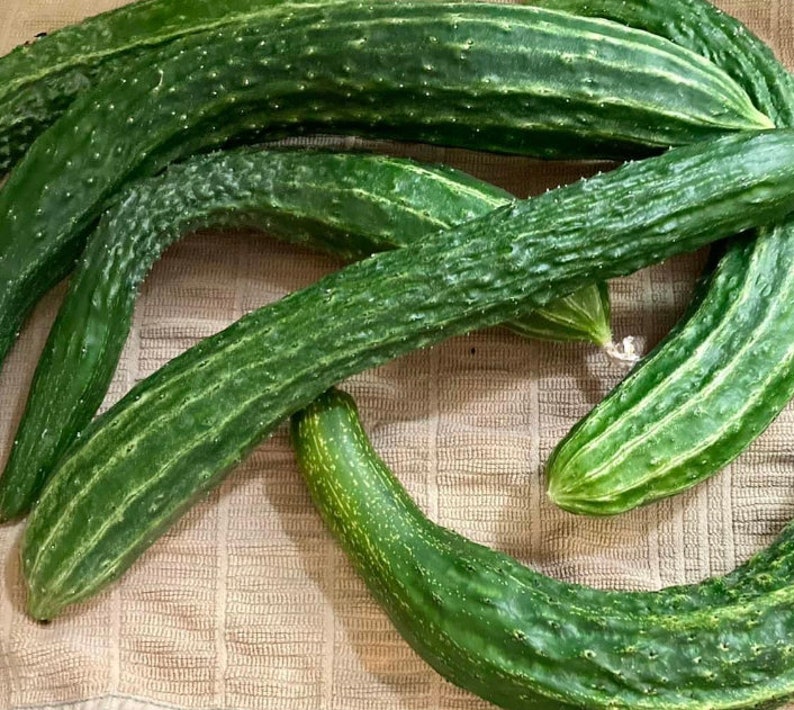 TimsTomatoes Suyo Long Cucumber Seeds - Thumbnail 4