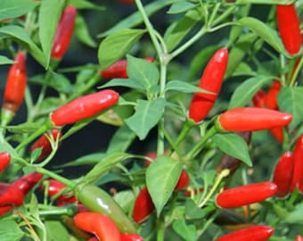 Semi di peperoncino Pequin (piccante)