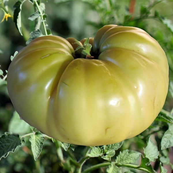 Great White Tomato Seeds | Heirloom | Organic