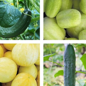 Cucumber Mix | Organic | Seeds