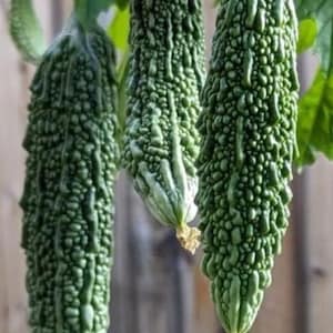 May include: Three green bitter melon gourds hanging from a vine. The gourds have a bumpy, warty texture and are a popular ingredient in Asian cuisine.
