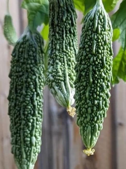 Bitter Melon (Futo Spindle) Seeds