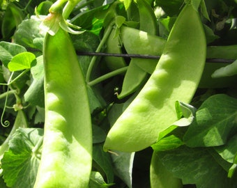 Oregon Giant Snow Pea Seeds | Organic