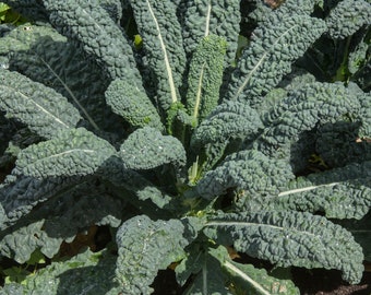 May include: Close-up of a large, leafy green plant with deep green, crinkled leaves. The plant is growing in a garden setting.