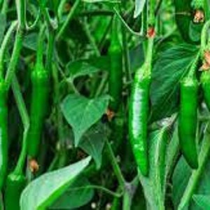 May include: A close-up of a green chili pepper plant with many ripe green peppers hanging from the branches.
