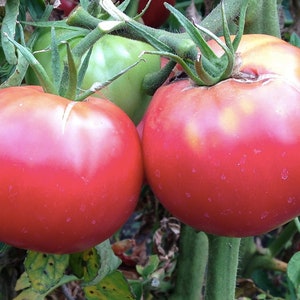 May include: Two ripe red tomatoes hanging on a vine with green leaves. The tomatoes are round and smooth with a slight sheen.