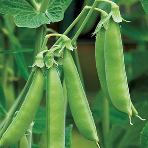Sugar Daddy Snap Pea Seeds | Organic