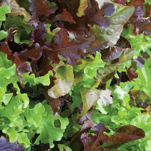 Sale** 1 Oz (25,200 Seeds) Gourmet Lettuce Mix