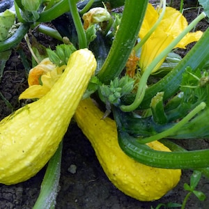 Crookneck Summer Squash Seeds | Organic