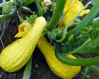 Crookneck Summer Squash Seeds | Organic