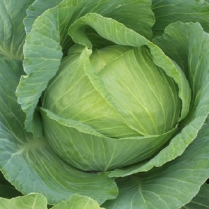 Brunswick Cabbage Seeds | Heirloom | Organic