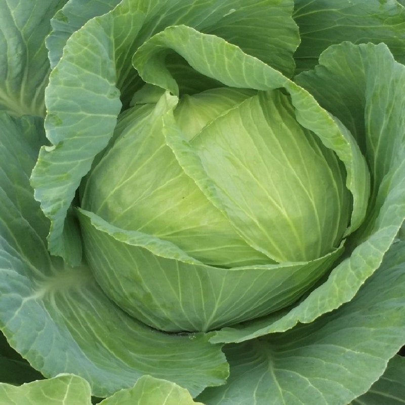Cabbage - Etsy