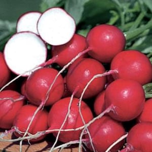 German Giant Radish Seeds | Heirloom | Organic