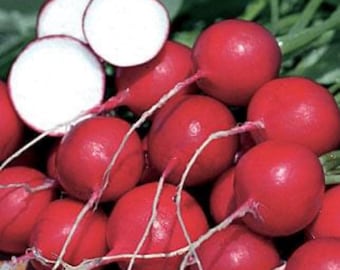 May include: A close-up of a group of red radishes with green stems. The radishes are arranged in a pile, with some of them cut in half to show the white interior.