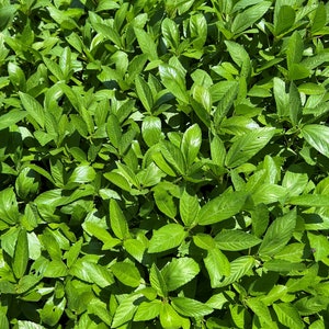 Egyptian Spinach (Molokhia) Seeds | Heirloom | Organic