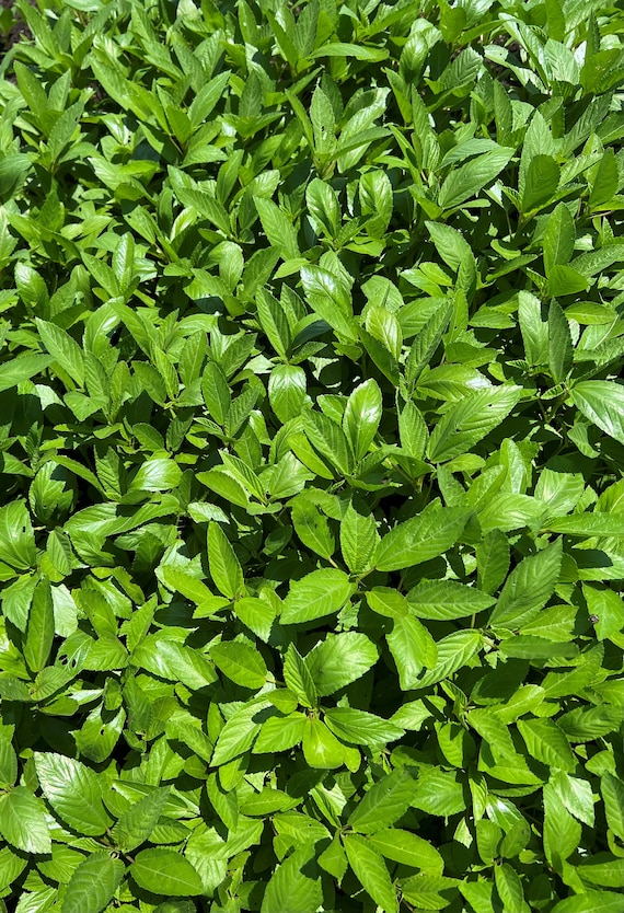 Egyptian Spinach (Molokhia) Seeds | Heirloom | Organic