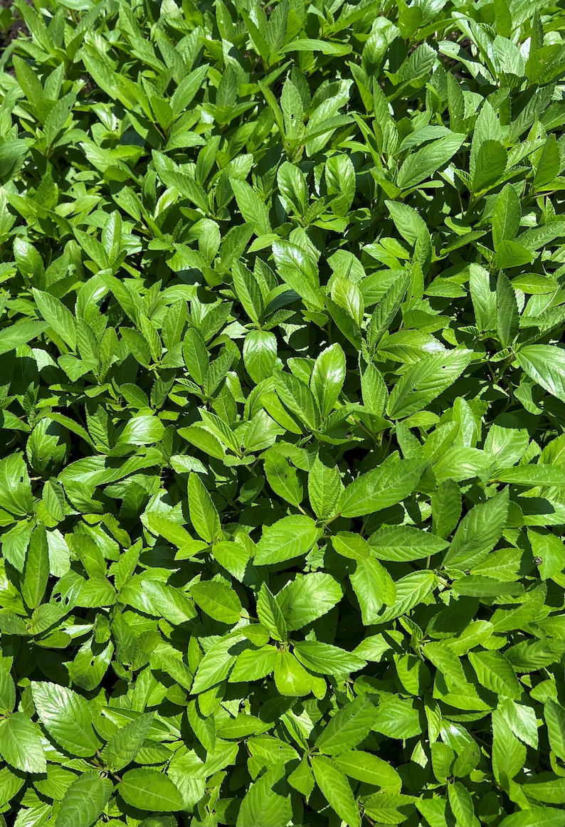May include: A close-up image of a lush green ground cover with vibrant leaves. The leaves are densely packed together, creating a textured and uniform surface.
