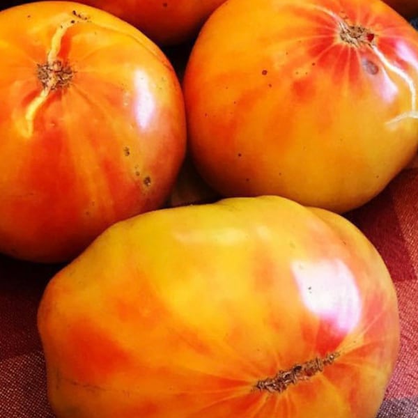 Pineapple Tomato Seeds | Heirloom | Organic