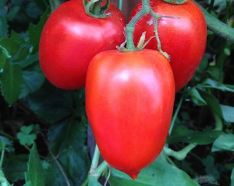 Semillas de tomate Sheboygan / Heirloom / Orgánicas
