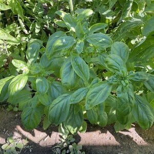 Genovese Basil Seeds | Heirloom | Organic