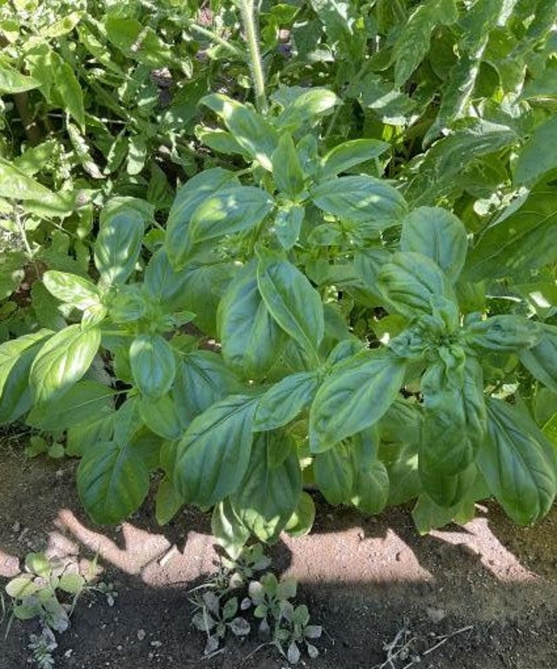 Genovese Basil Seeds | Heirloom | Organic