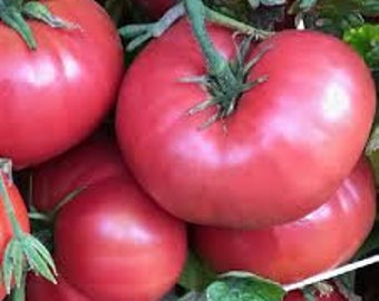 Crnkovic Yugoslavian Tomato Seeds | Heirloom | Organic