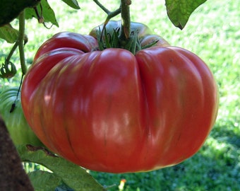 Red Brandywine Tomato Seeds | Heirloom | Organic
