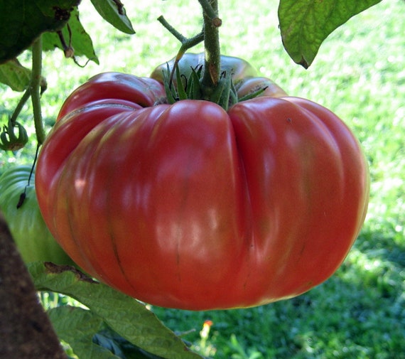 Red Brandywine Tomato Seeds Heirloom Organic 