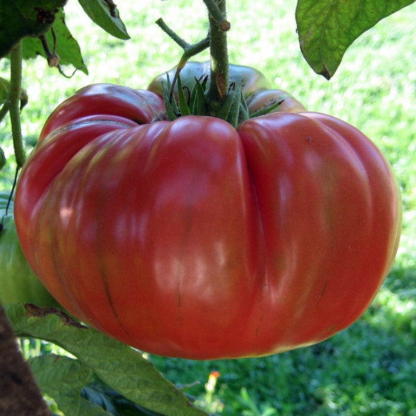 Red Brandywine Tomato Seeds | Heirloom | Organic