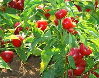 Large Red Cherry Pepper Seeds | Hot | Heirloom | Organic