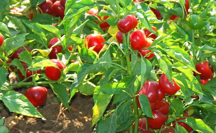 Large Red Cherry Pepper Seeds | Hot | Heirloom | Organic