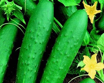 Double Yield Cucumber Seeds | Heirloom | Organic