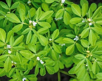 Bockshornkleesamen | Erbstück | Kraut