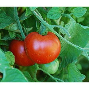 Può includere: Due pomodori rossi maturi che crescono su una vite verde. I pomodori sono rotondi e hanno una superficie liscia. La vite è verde e ha foglie.