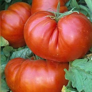 Giant Red Beefsteak Tomato Seeds | Organic