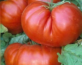 Pomodoro nano da Vaso - Blumen