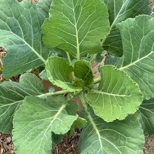 May include: Overhead view of a vibrant green leafy plant, likely a type of cabbage or similar vegetable. The leaves are large, with prominent veins, and arranged in a circular pattern. The plant is growing in soil.