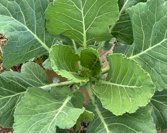 Puede incluir: Vista aérea de una planta de hojas verdes vibrantes, probablemente un tipo de col o verdura similar. Las hojas son grandes, con venas prominentes, y dispuestas en un patrón circular. La planta crece en tierra.