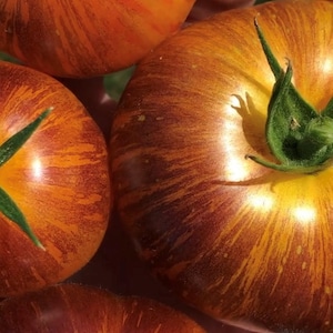 May include: Close-up of three heirloom tomatoes with a deep red and orange striped pattern. The tomatoes have a glossy finish and are arranged in a cluster.