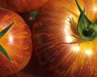 Alice's Dream Tomato Seeds
