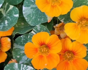 Könnte beinhalten: Nahaufnahme von leuchtend orangefarbenen Kapuzinerkresseblüten mit roten Adern, umgeben von grünen Blättern, die mit Weiß gesprenkelt sind. Die Blüten haben eine trompetenartige Form und stehen in voller Blüte, was ihre leuchtenden Farben zeigt.