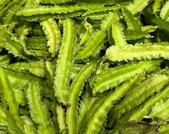 Winged Bean Seeds | Organic