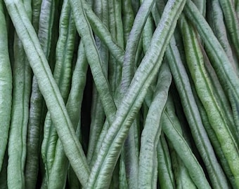 Semi di fagioli lunghi verde scuro