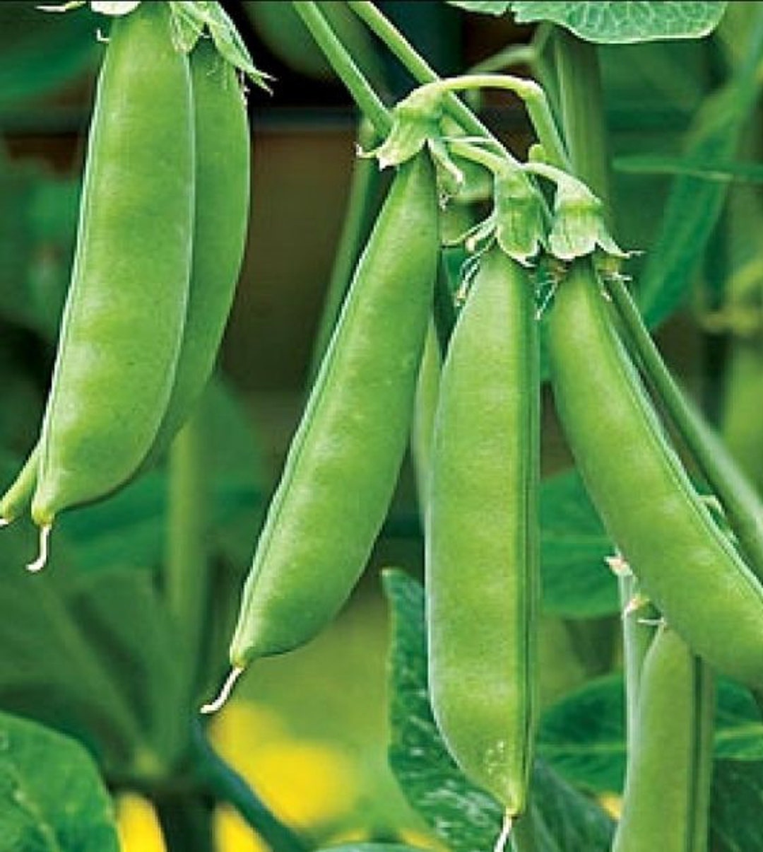Super Sugar Snap Pea Seeds | Heirloom | Organic - Etsy