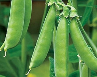 Super Sugar Snap Pea Seeds | Heirloom | Organic