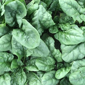 Bloomsdale Spinach Seeds | Heirloom | Organic